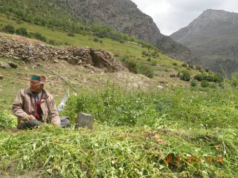 A villager plucking peas at village Urgos in Miyar valley